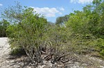 Pachypodium rosulatum aff drakei PV2836 Mangabe u Namakia GPS254 Mad 2015_1634.jpg